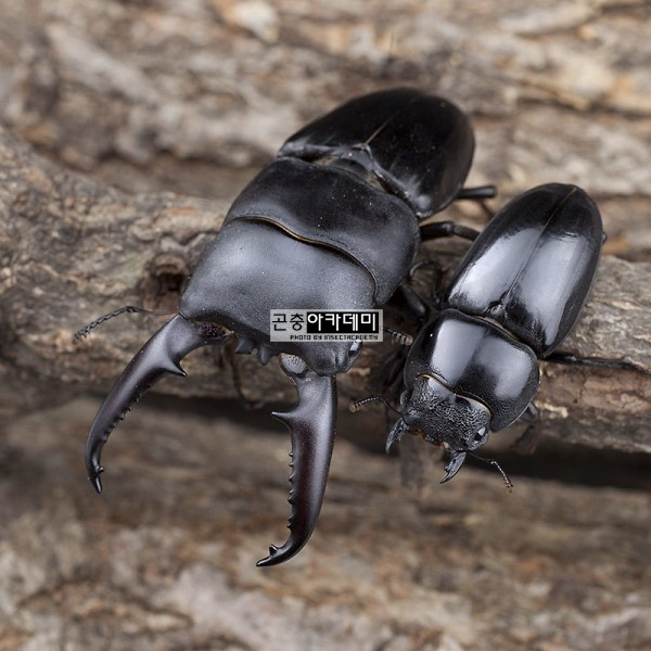 곤충아카데미,넓적사슴벌레1쌍 수컷+암컷 (크기선택가능)