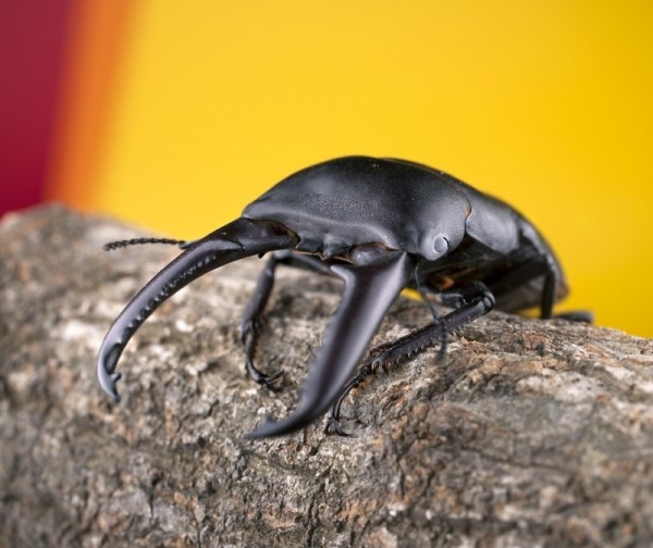 곤충아카데미,넓적사슴벌레 수컷 중대형~초대형(크기선택가능)