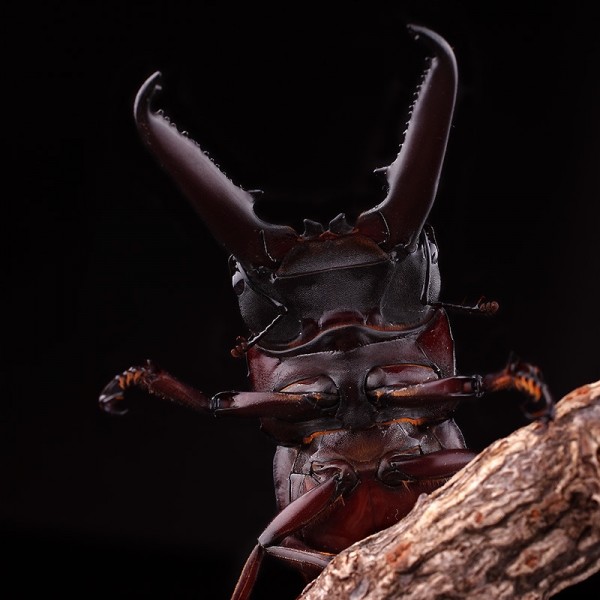 곤충아카데미,넓적사슴벌레 수컷 중대형~초대형(크기선택가능)