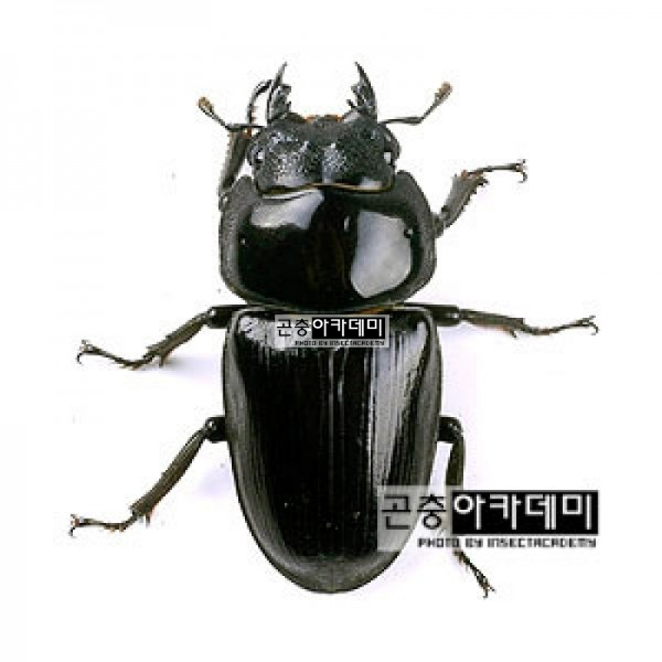 곤충아카데미,왕사슴벌레 암컷 (크기선택가능)