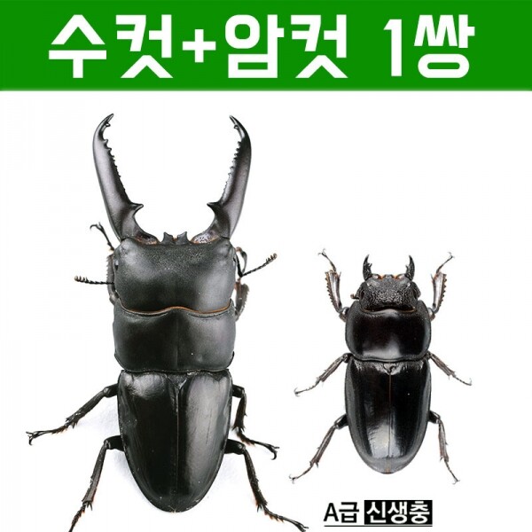 곤충아카데미,넓적사슴벌레1쌍 수컷+암컷 (크기선택가능)