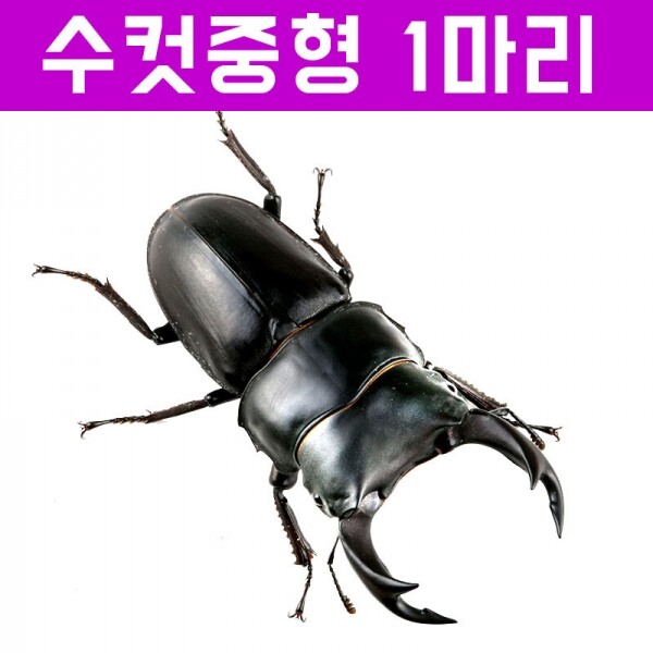곤충아카데미,왕사슴벌레 수컷 (크기선택가능)60~69mm 중형~중대형