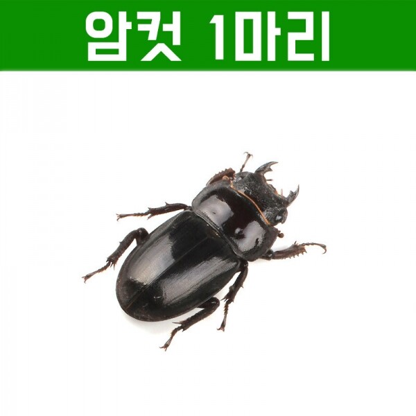 곤충아카데미,넓적사슴벌레 암컷 (크기선택가능)
